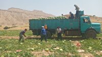 آغاز برداشت هندوانه در گچساران