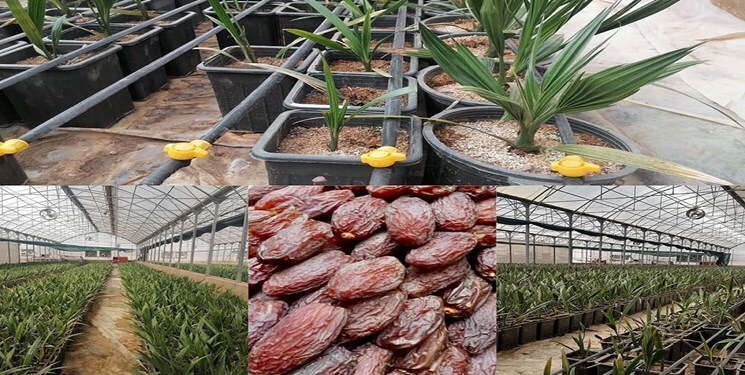 راه اندازی نخلستان دو هزار هکتاری خرمای مجول در بشاگرد