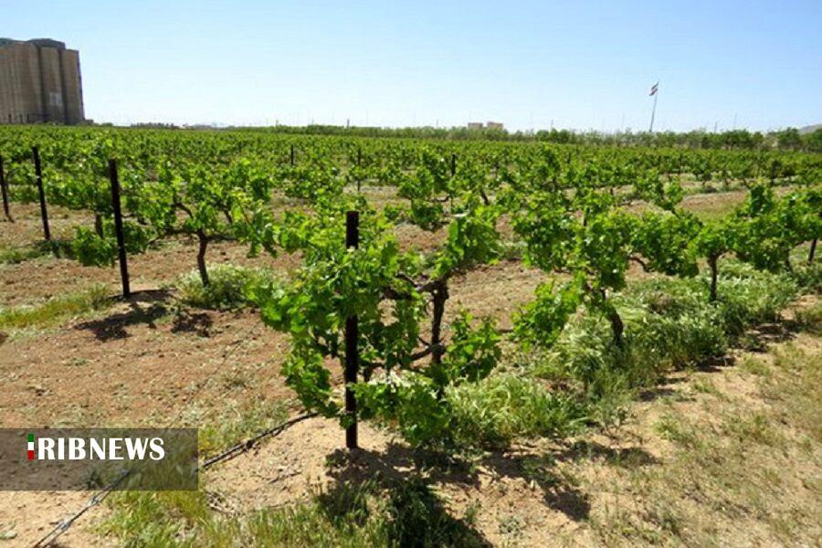 ۱۴ هزار ۷۵۳ هکتار از باغات خراسانشمالی شناسنامهدار شد ۱۴ هزار ۷۵۳ هکتار از باغات خراسانشمالی شناسنامهدار شد