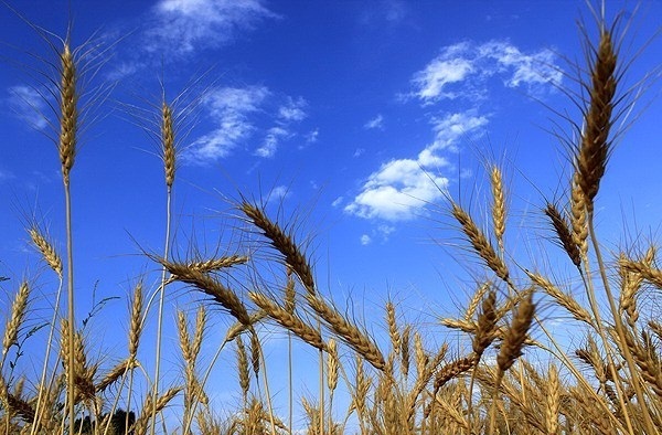 ۸۰ درصد گندم خوزستان آماده برداشت