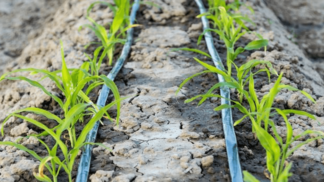 ضرورت آبیاری مزارع کشاورزی درعلی آباد کتول ضرورت آبیاری مزارع کشاورزی درعلی آباد کتول