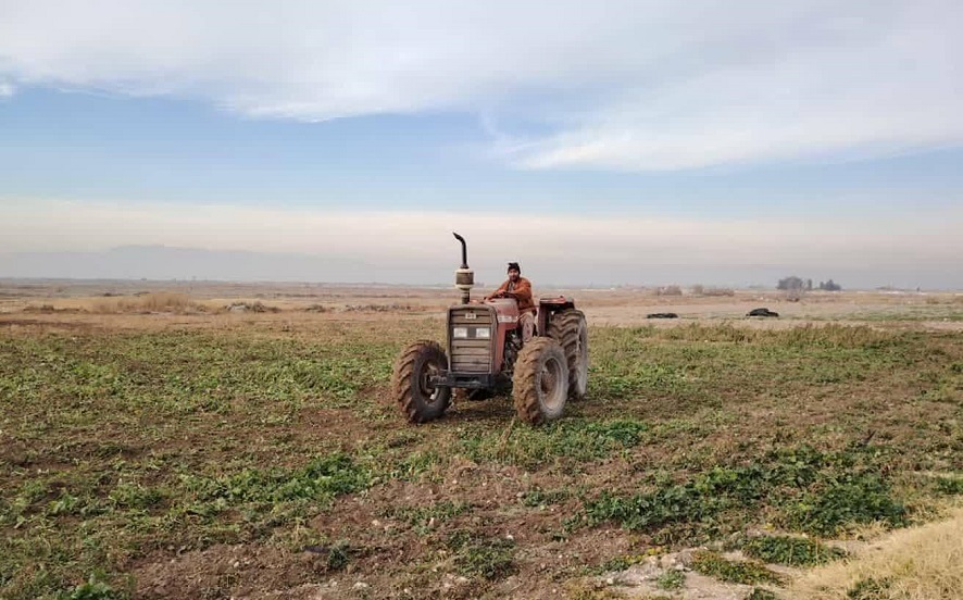 تربچه ها به بازار نیامده ، امحا شدند