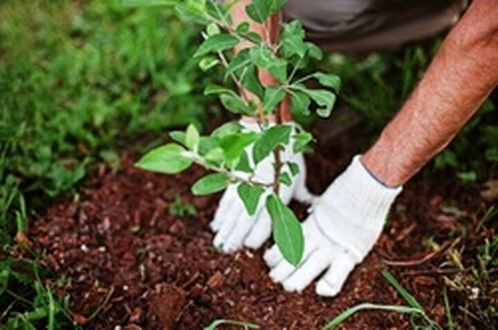 اختصاص ۶۰۰ هکتار زمین روستایی نجف‌آباد به کاشت بادام اسکوپاریا