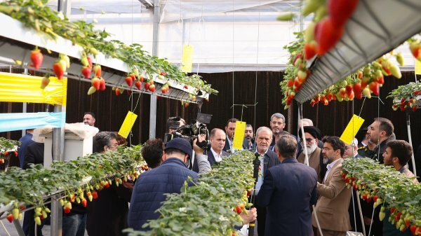 رئیس جمهور از گلخانه مکانیزه ورامین بازدید کرد