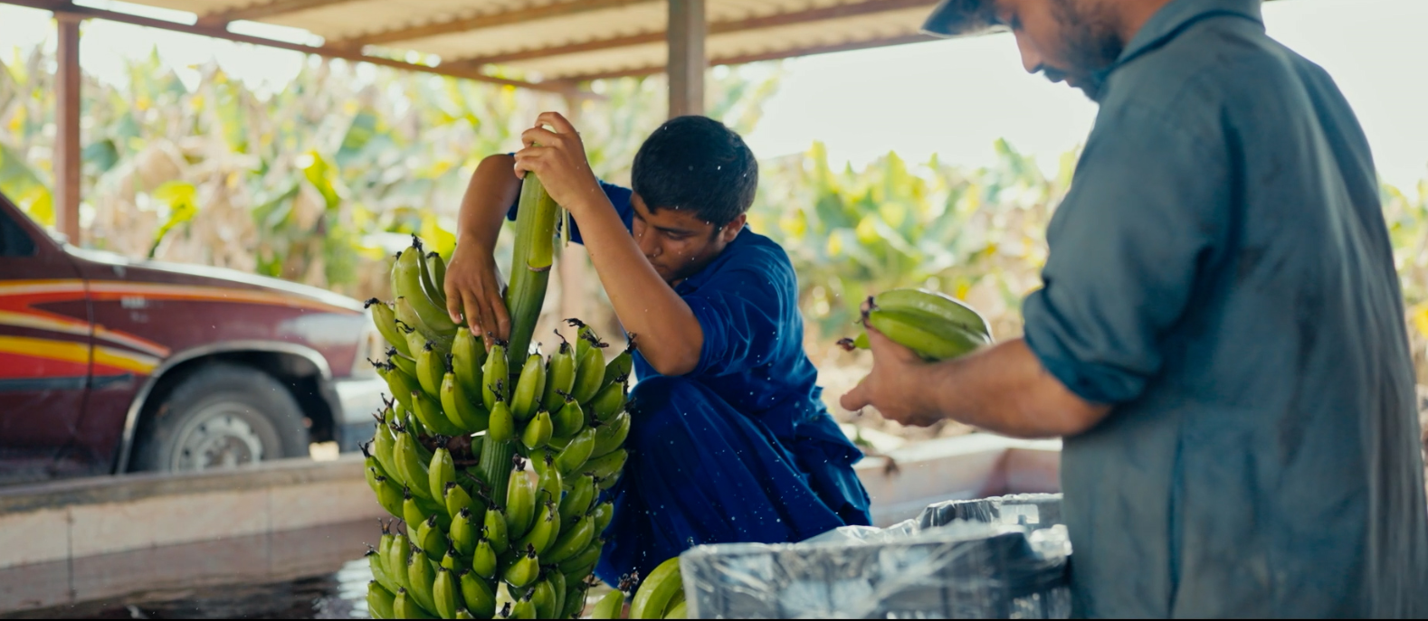 سیستان و بلوچستان خاستگاه تولید موز کشور
