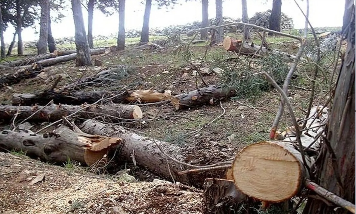 دستگیری عاملان قطع درختان مسیر جاده برهان مهاباد دستگیری عاملان قطع درختان مسیر جاده برهان مهاباد