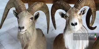 کشف و ضبط هفت رأس بز کوهی تاکسیدرمی در خرم آباد کشف و ضبط هفت رأس بز کوهی تاکسیدرمی در خرم آباد