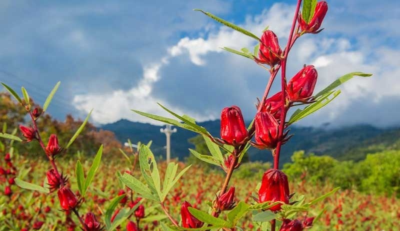 کشت چای ترش در ۱۳۰ هکتار از مزارع خوزستان کشت چای ترش در ۱۳۰ هکتار از مزارع خوزستان