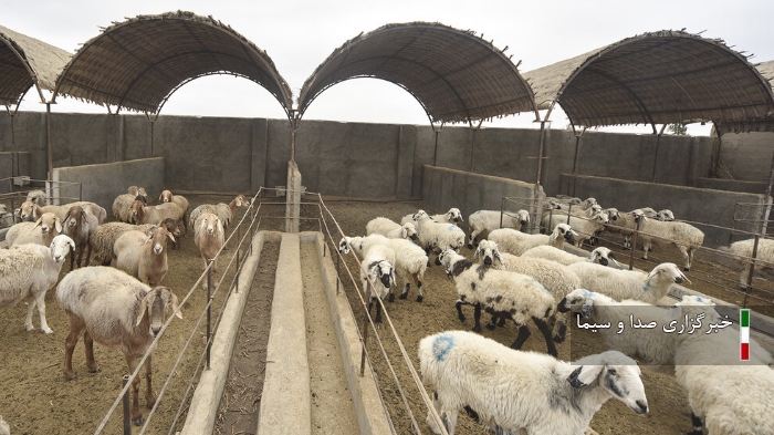 ظرفیت تولید گوشت قرمز در قم افزایش مییابد ظرفیت تولید گوشت قرمز در قم افزایش مییابد