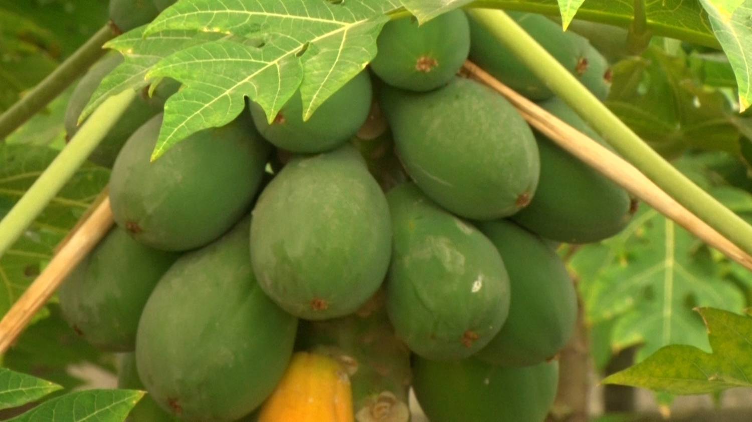 برداشت میوه استوایی پاپایا در رامهرمز برداشت میوه استوایی پاپایا در رامهرمز