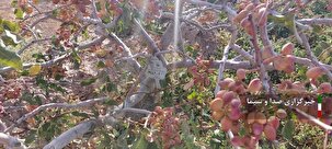 کمک بسیجیان برای برداشت میوه خندان