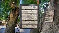 درختان کهنسال شهر اصفهان  شناسنامه دار  می شوند