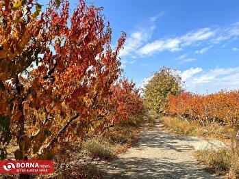 قلم دوربین/۱۹ آبان ۱۴۰۳/رویداد‌های داخلی