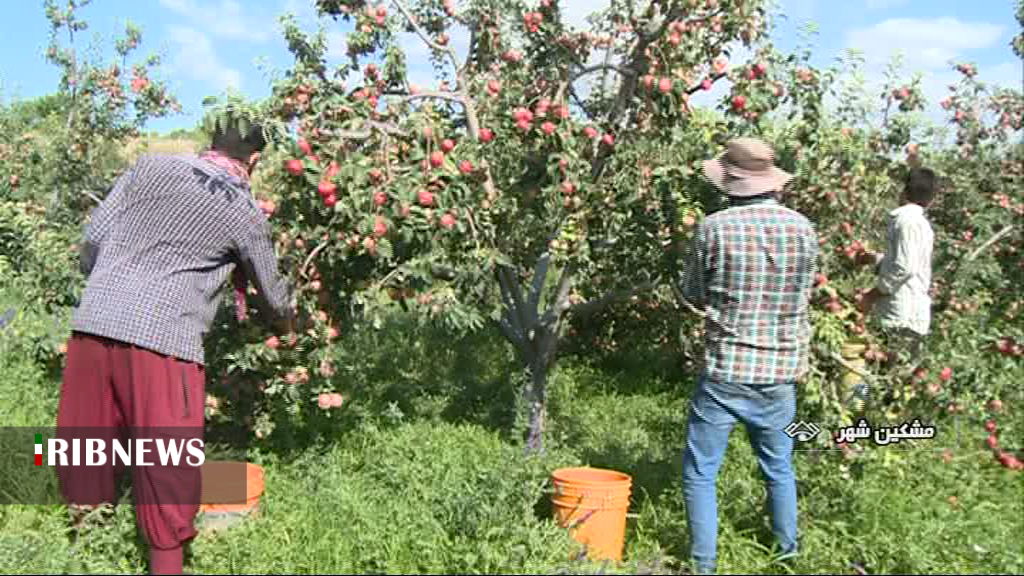 تاکید بر مدیریت عوامل خسارتزای باغات تاکید بر مدیریت عوامل خسارتزای باغات
