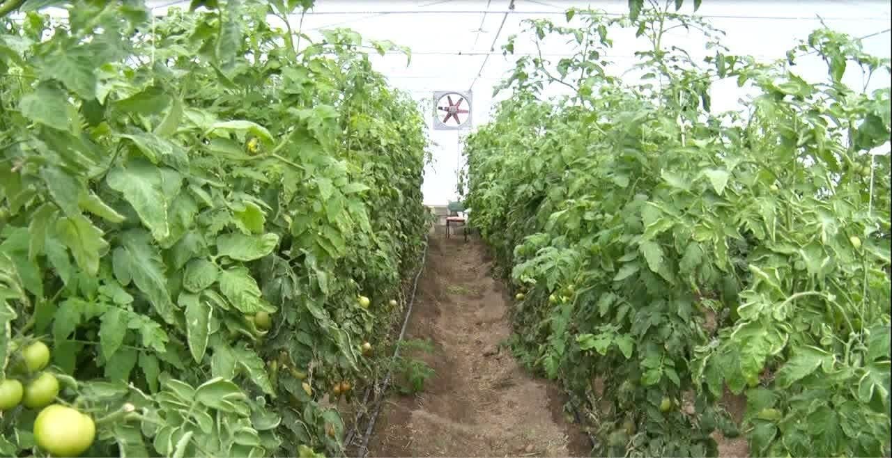 تولید سالانه یکصد تن محصولات کشاورزی در گلخانههای شهرستان پلدشت تولید سالانه یکصد تن محصولات کشاورزی در گلخانههای شهرستان پلدشت