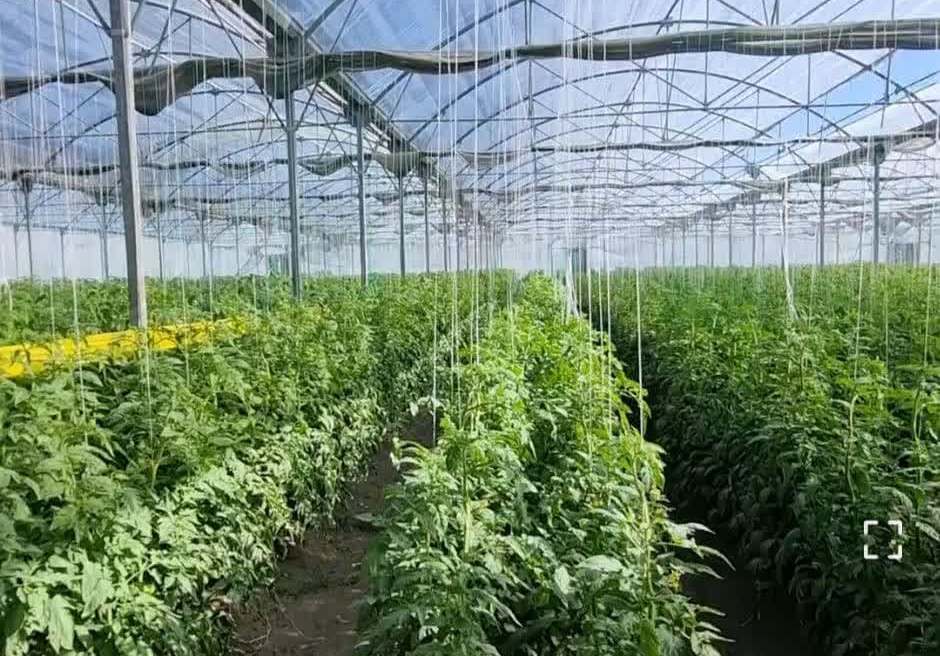 تولید بیش از ۴۰ تن محصولات گلخانهای در چالدران تولید بیش از ۴۰ تن محصولات گلخانهای در چالدران