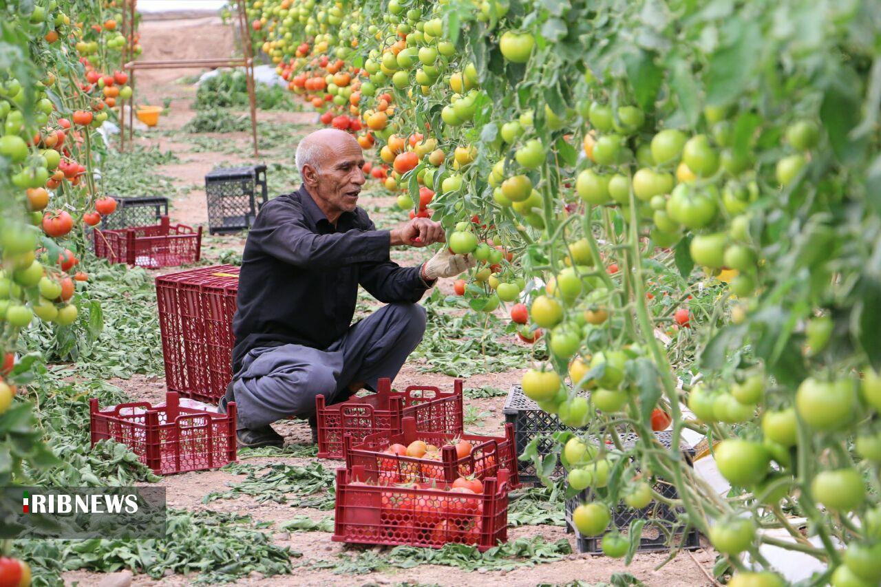 تولید ۲۵ هزار تن محصولات گلخانهای در لرستان تولید ۲۵ هزار تن محصولات گلخانهای در لرستان