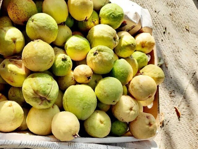آغاز برداشت میوه گرمسیری گواوا در جنوب سیستان و بلوچستان