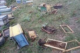 پرداخت ۴ میلیارد تومان خسارت ناشی از زیان حیات وحش به دامداران و کشاورزان خراسان جنوبی