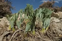 ممنوعیت عرضه گیاه کَما در خراسان جنوبی/ برداشت خوراکی مجاز