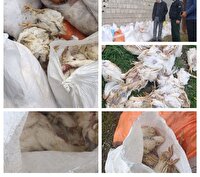 کشف انبار دپوی ۵ تن مرغ فاسد در بندر انزلی