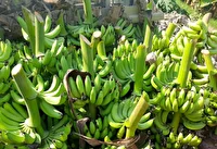 زرآباد قطب تولید موز کشور