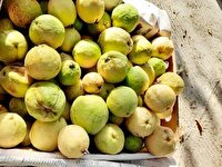 شهرستان راسک قطب تولید میوه گرمسیری گواوا در سیستان و بلوچستان