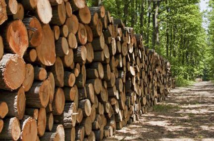 ضبط ۹ تن چوب قاچاق در مهاباد ضبط ۹ تن چوب قاچاق در مهاباد