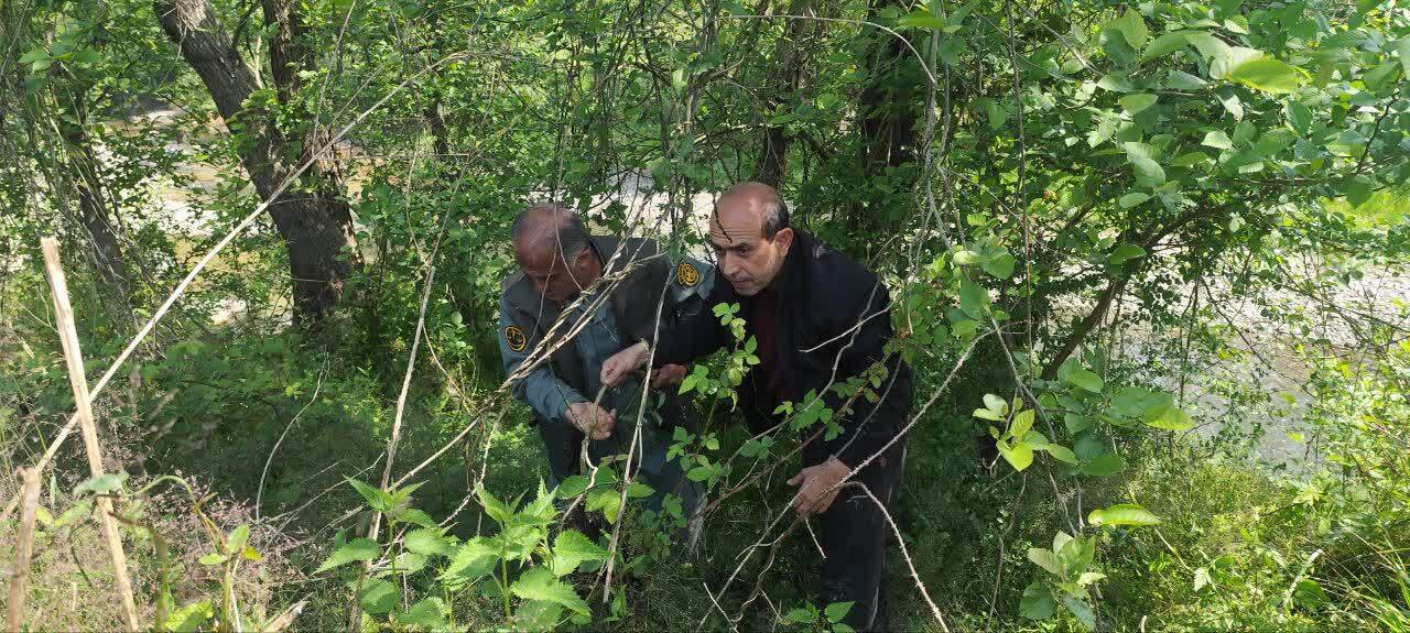 عملیات پایش و ریشه کنی گونه مهاجم «آروجیا» در املش