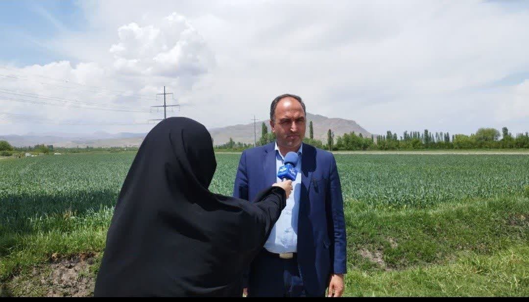 مبارزه با سن مادری گندم در آذربایجان‌غربی به ۱۴۴ هزار هکتار رسید