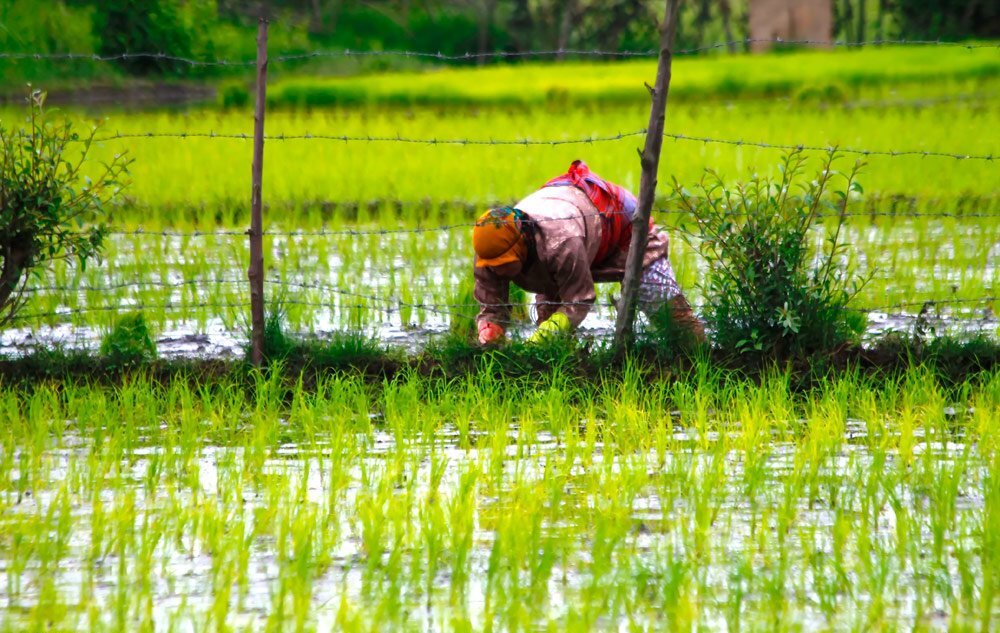نشاکاری برنج در بیش از ۹ هزار هکتار از شالیزار‌های جویبار
