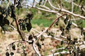 خسارت سرمازدگی به بیش از ۵۸ هزار هکتار محصول زراعی در همدان