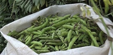 آغاز برداشت باقلا از سطح مزارع کشاورزی شهرستان سرپل ذهاب آغاز برداشت باقلا از سطح مزارع کشاورزی شهرستان سرپل ذهاب