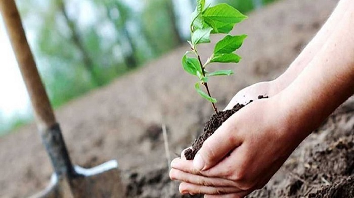 توزیع ۱۵ میلیارد ریال اعتبارات یارانه نهال در حوزه باغبانی گلستان توزیع ۱۵ میلیارد ریال اعتبارات یارانه نهال در حوزه باغبانی گلستان
