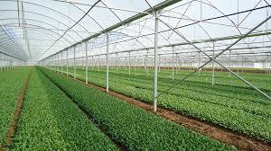 سرمایه گذاری در ۲۶۰ هکتار از گلخانه شهرستان بن