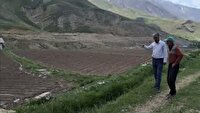 آغاز طرح جهش تولید در دیمزار‌های آمل؛ ۱۴ هزار تن محصول در راه است