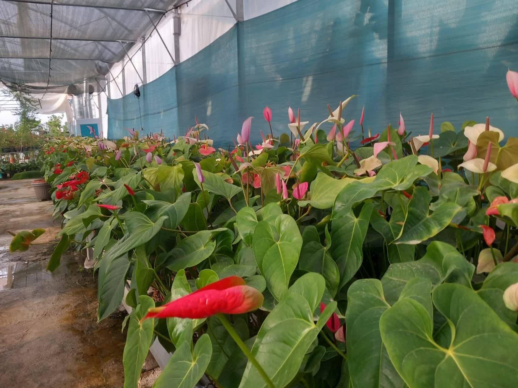 ظرفیت تولید گلخانه‌ای شیروان به ۴۰۰۰ تن افزایش می‌یابد