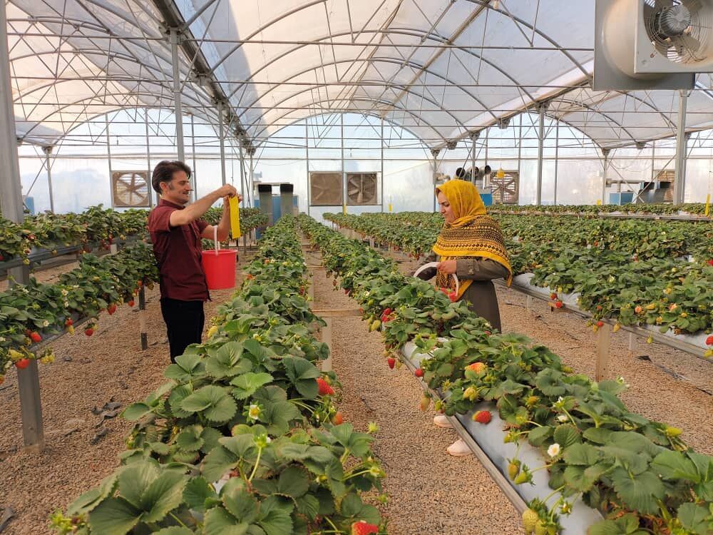 ۱۰۰ گلخانه کوچک مقیاس در روستا‌های خراسان شمالی راه اندازی می‌شود