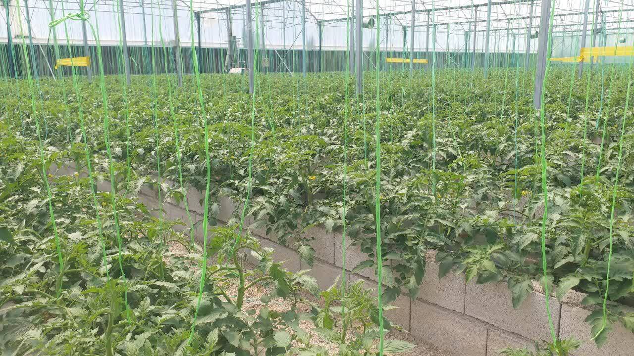 فعالیت ۳۰۰ واحد گلخانه در آذربایجان غربی 