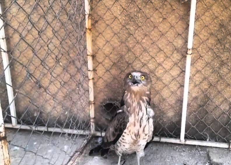 گونه عقاب نادر در مهاباد مداوا شد گونه عقاب نادر در مهاباد مداوا شد