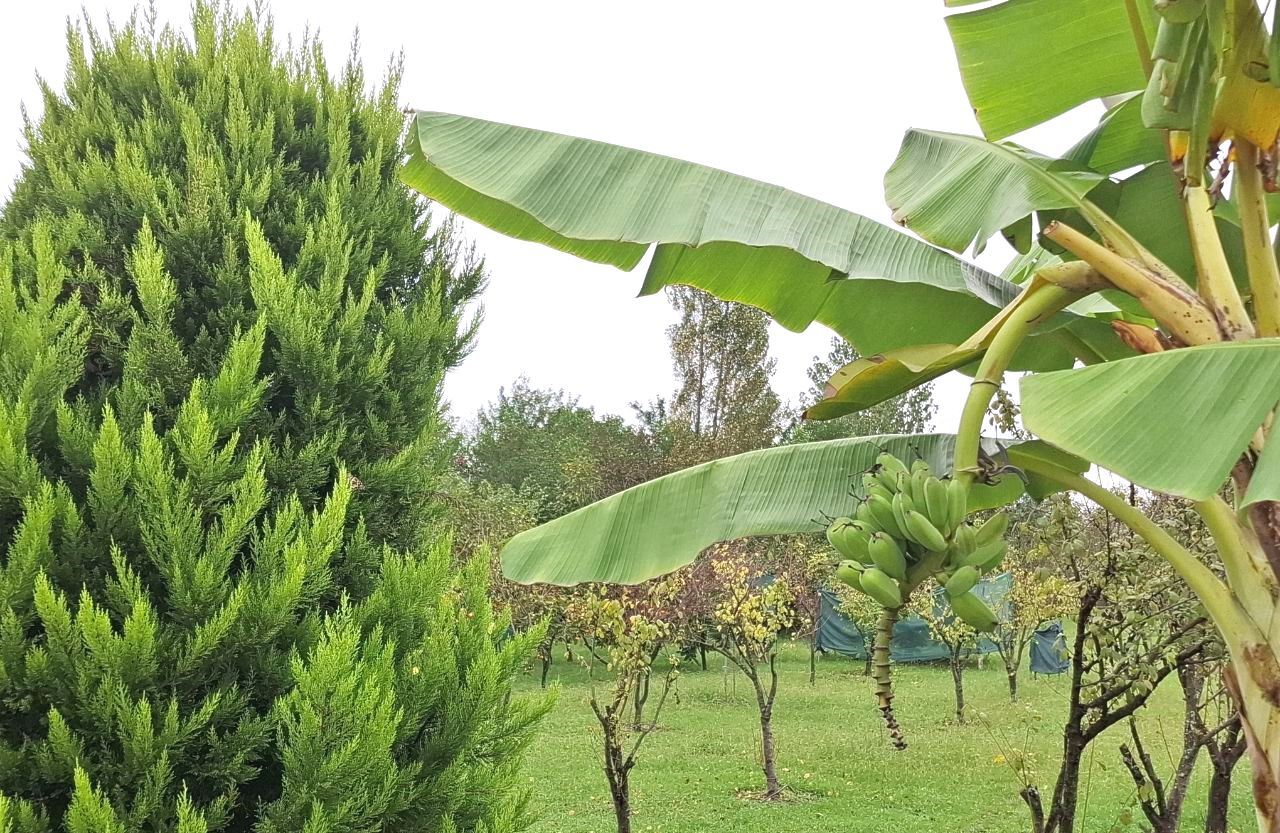 آسمان گیلان آفتابی می‌شود