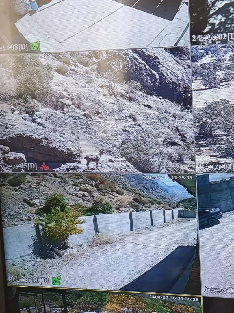 پایش زنده پارک ملی دنا با ۲۲ دوربین چرخشی و ثابت