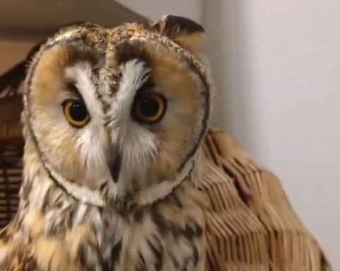 گوش و چشم جغد در کنار هم