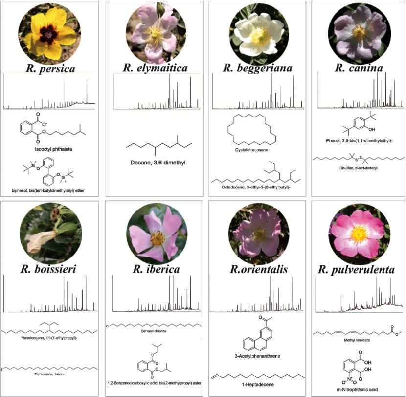کشف  ترکیب شیمیایی منحصر به فرد در گلبرگ رزهای وحشی کشف  ترکیب شیمیایی منحصر به فرد در گلبرگ رزهای وحشی