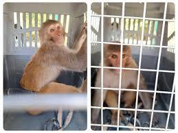 کشف میمون قاچاق از مخفیگاه مواد فروش