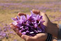 آغاز برداشت زعفران از مزارع چهارمحال و بختیاری
