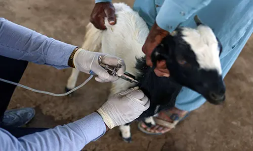 واکسیناسیون دام‌ها علیه بیماری تب برفکی در سبزوار