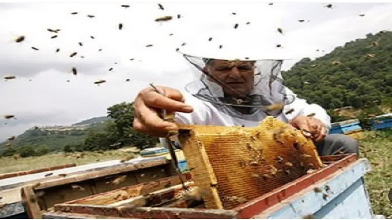 تولید ۲۳ تن عسل سالیانه در محمودآباد تولید ۲۳ تن عسل سالیانه در محمودآباد