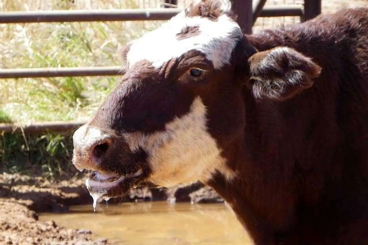 وضعیت هشدار قرمز تب برفکی در استان یزد