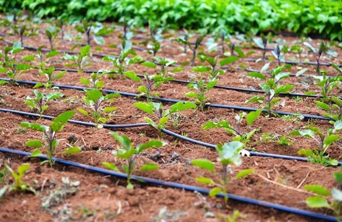بزرگنمایی درباره هدررفت آب در بخش کشاورزی بزرگنمایی درباره هدررفت آب در بخش کشاورزی